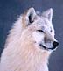 arctic wolf