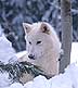 white wolf