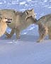 running wolves