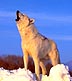 howling wolf