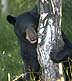 black bear