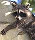 raccoon