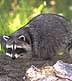 raccoon